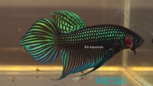 Wild Betta Green Mahachai Male MR326