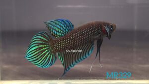 Wild Betta Green Mahachai Male MR329