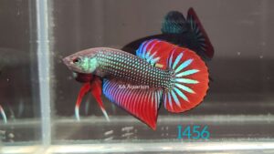 Wild Betta Imbellis Green Male I456