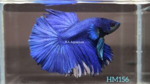 Blue Halfmoon Betta HM156