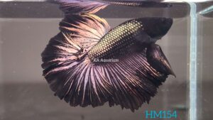 Copper Black Halfmoon Betta HM154