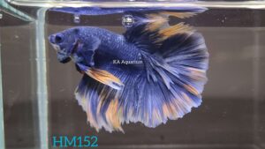 Grizzle Blue Halfmoon Betta HM152