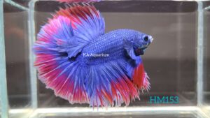 Grizzle Red Halfmoon Betta HM153