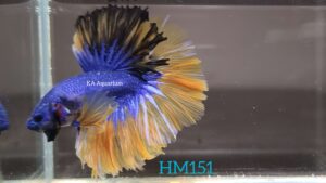 Grizzle Yellow Halfmoon Betta HM151