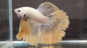 Yellow Dragon Halfmoon Betta HM155