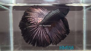 Copper Black Halfmoon Betta HM158