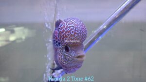 Kamfa Flowerhorn 2 Tone KF62