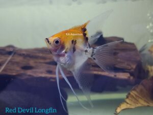 Red Devil Longfin Angelfish AG01