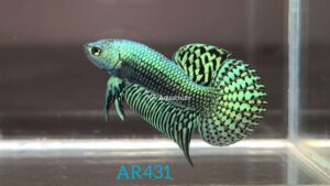 Wild Betta Alien Green Male AR431