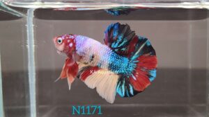 Candy Koi Betta Fish Male N1171
