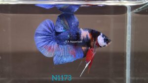 Koi Blue Betta Fish Male N1173