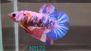 Koi Multicolor Betta Fish Male N1172