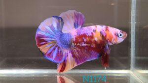 Koi Multicolor Betta Fish Male N1174