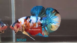 Koi Nemo Galaxy Betta Fish Male N1169