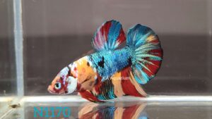 Koi Nemo Galaxy Betta Fish Male N1170