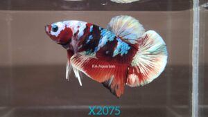 Koi Red Galaxy Betta Fish Male X2075