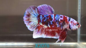 Koi Red Galaxy Betta Fish Male X2076