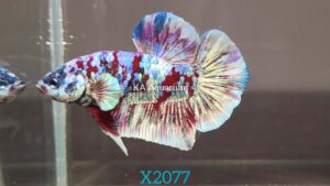 Koi Red Galaxy Betta Fish Male X2077