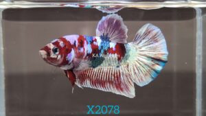 Koi Red Galaxy Betta Fish Male X2078