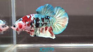 Koi Red Galaxy Betta Fish Male X2079