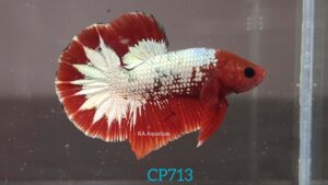 Red Fancy Copper/FCCP Betta Male CP713