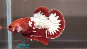 Red Fancy Copper/FCCP Betta Male CP715