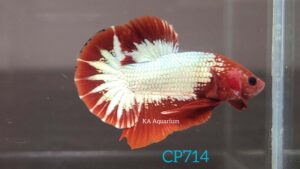 Red Fancy Copper/FCCP Betta Male CP714