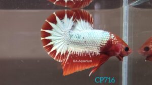 Red Fancy Copper/FCCP Betta Male CP716