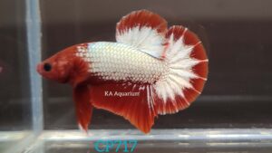 Red Fancy Copper/FCCP Betta Male CP717